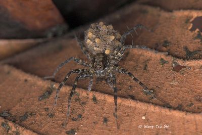 LYCOSIDAE - Wolf Spiders