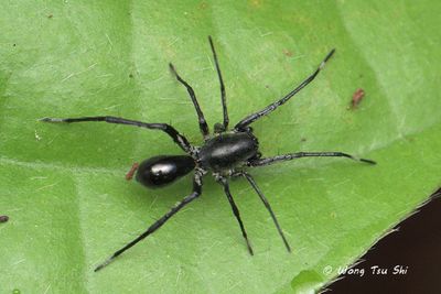 CORINNIDAE - Armoured Sac Spiders