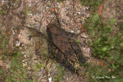 (Tetrigidae, Bolivaritettix sp.)[A]