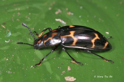 (Erotylidae, Micrencaustes sp.)[B] Pleasing Fungus Beetle