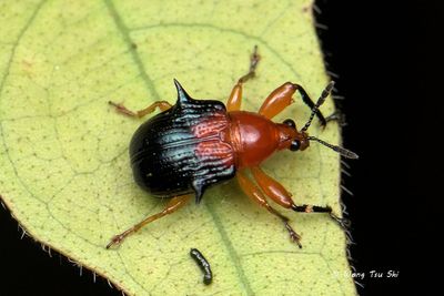 (Attelabidae, Lamprolabus sandacanus) Leaf-rolling Weevil