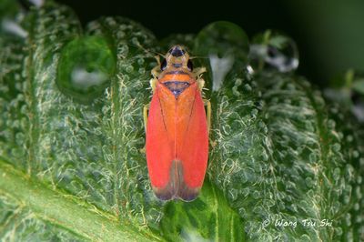(Cicadellidae sp.)[C]Typical Leafhopper