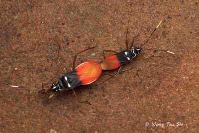 (Pyrrhocoridae, Dindymus albicornis)Red Bug