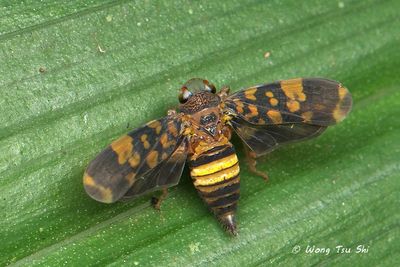 (Cicadellidae, Thagira sp.)[A]Typical Leafhopper