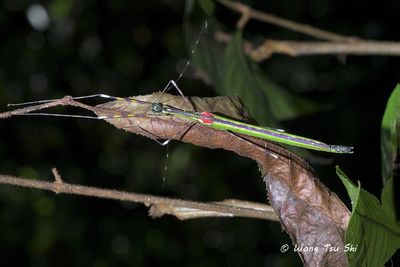 (Diapheromeridae, Orthonecroscia keatsooni)