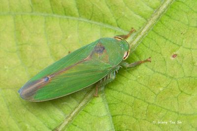 HEMITERA - Auchenorrhyncha - Cicadas, Planthoppers, Leafhoppers, Treehoppers
