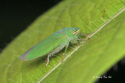 (Cicadellidae, Tartessus sp.)[A]