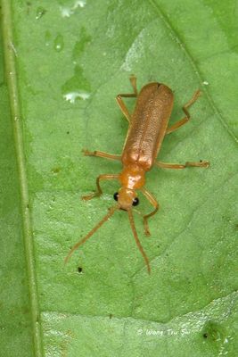 Cantharidae sp. [A] 