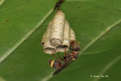 (Vespidae, Ropalidia sp.)[G] Small Paper Wasp