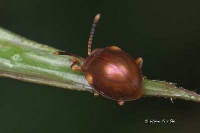 (Endomychidae, cf Stenotarsus sp. )[B]Handsome Fungus Beetle