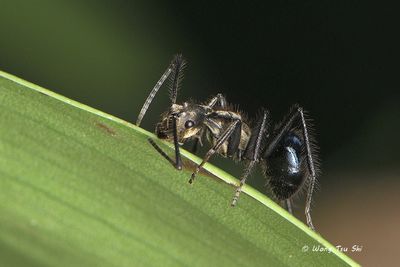 (Formicidae, Polyrhachis,{Subgenus} Myrma sp.) [A]