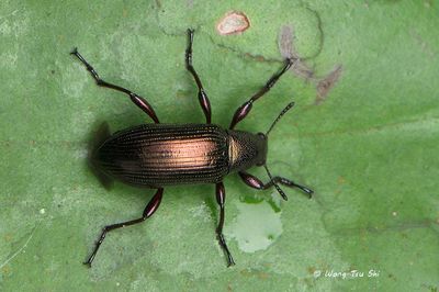 (Tenebrionidae, sp.)[A]Darkling Beetle