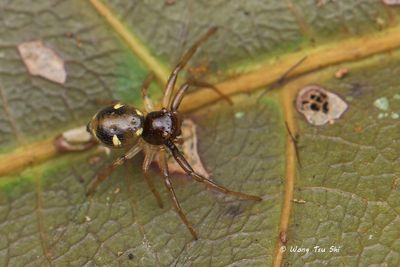 THOMISIDAE - Crab Spiders