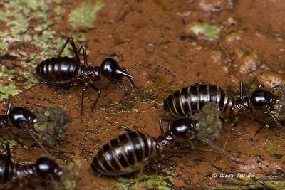 (Termitidae, {Subfamily}Nasutitermitinae sp.) [A]