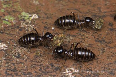 BLATTODEA - Cockroaches & Termites
