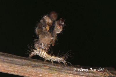 (Chrysopidae sp [larva] [A])