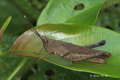 (Acrididae, Phlaeoba antennata) Grasshopper