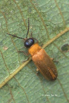 (Lampyridae, Pteroptyx sp.)[A]  Firefly