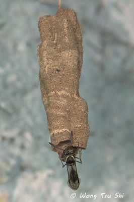 HYMENOPTERA - Bees, Ants, & Wasps