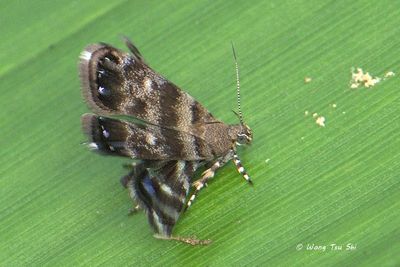 (Choreutidae, Brenthia sp)[A]