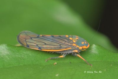 (Cicadellidae sp.)[G]Typical Leafhopper