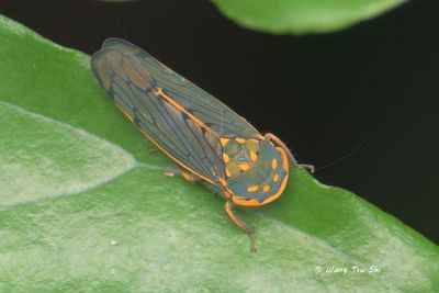 (Cicadellidae sp.)[G]Typical Leafhopper