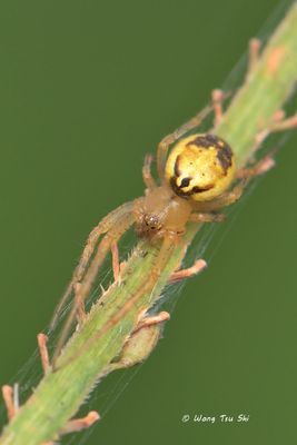 (Neoscona sp.)[D]  ♀