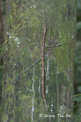 {Order}Phasmatodea sp. A