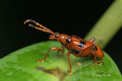 COLEOPTERA - Chrysomelidae - Leaf Beetles