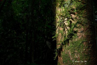 SPARASSIDAE - Huntsman Spiders