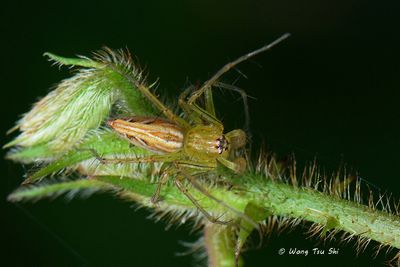 (Oxyopes sp. )[H]  ♂