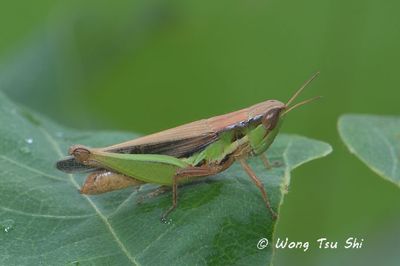 (Acrididae, Spathosternum prasiniferum)