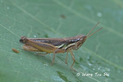 (Acrididae, Spathosternum prasiniferum)