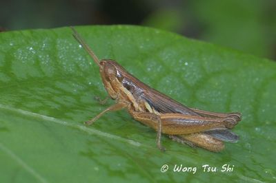 ORTHOPTERA - Grasshoppers & Crickets 