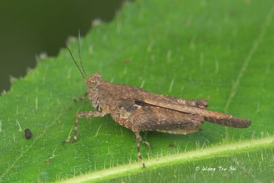 {Family}Tetrigidae sp.[A]