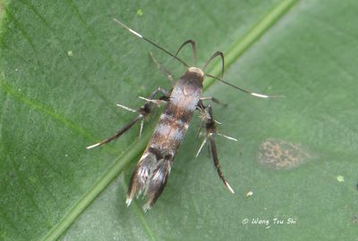 (Cosmopterigidae, Xestocaasis iostrata)