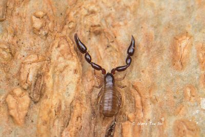 (Pseudoscorpiones sp. A)  Pseudoscorpion