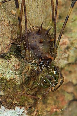  {Family}(Podoctidae, sp.) [A]  Podoctid Harvestman