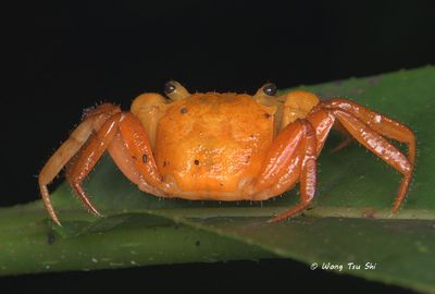 Land Crabs 