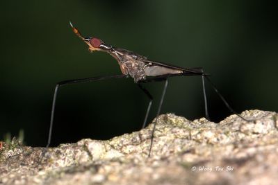 (Neriidae, Gymnonerius sp.)[A] Banana Flies