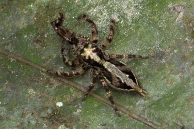 (Plexippus setipes) ♂