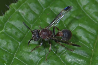 (Vespidae, Ropalidia sp.)[F] Small Paper Wasp