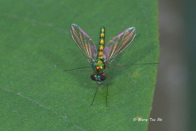 Dolichopodidae, sp. [E] Long-legged Fly
