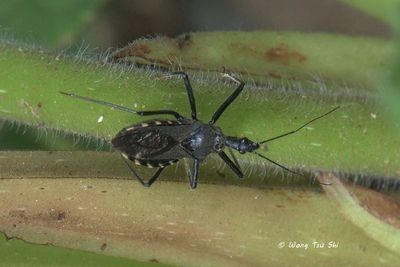 (Reduviidae, Rhynocoris sp.)[J]Flower Assassin Bug
