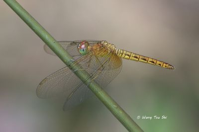 (Neurothemis fluctuans) Common Parasol