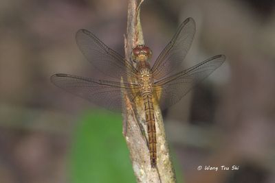 (Neurothemis fluctuans) Common Parasol