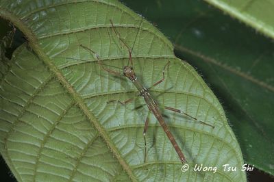 (Lonchodidae, {Subfamily} Necrosciinae, {Tribe} Necrosciini sp. A