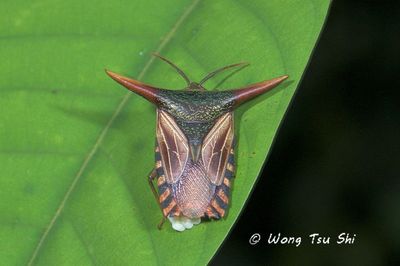 (Tessaratomidae, Pygoplatys sp.)[B]Giant Shield Bug