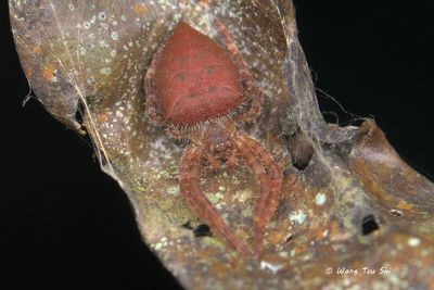 (Cyrtophora unicolor)♀