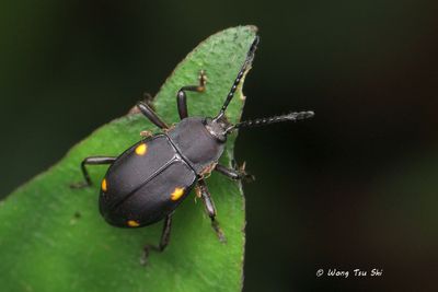 (Endomychidae, Eumorphus assamensis) Handsome Fungus Beetle